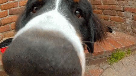 the-amazing-things-that-dog-noses-can-sense-photos-92.jpg?quality=85&strip=info