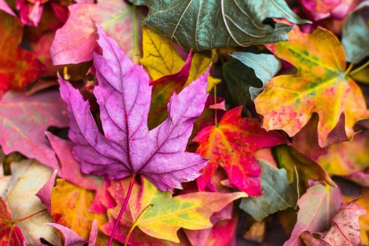 Seeing-leaves-turn-colors-Fall.jpg