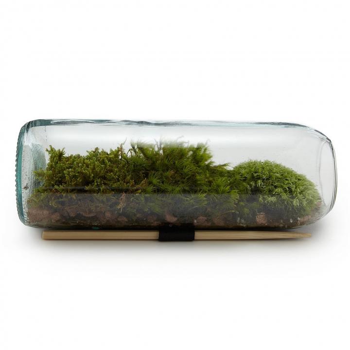 Moss-Terrarium.jpg