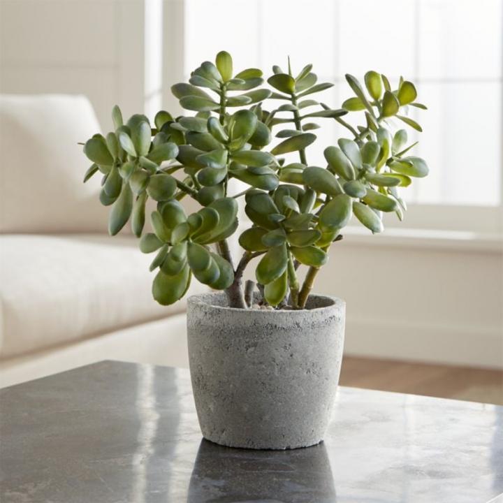 Get-Look-Potted-Artificial-Jade-Plant.jpg