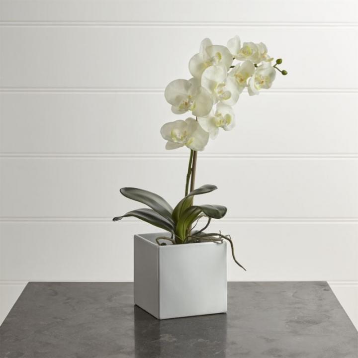 Get-Look-Large-Potted-Orchid-Plant.jpg