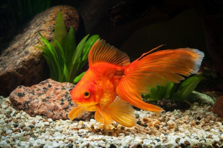 goldfish.jpg?resize=1024%2C682&ssl=1