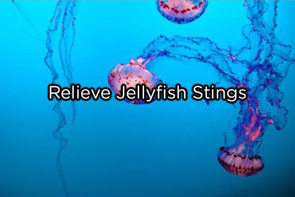 relieve-jellyfish-stings-copy.jpg?quality=85&strip=info&w=600
