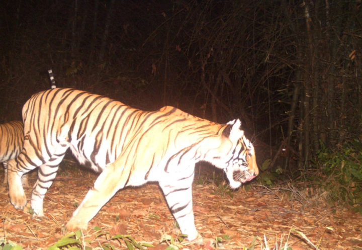 Tiger_in_Thailand_CREDIT_WCS.png.860x0_q70_crop-smart.png