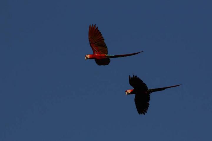 Scarlet_Macaws_in_Flight_CREDIT_Camila_Ferrara.jpg.860x0_q70_crop-smart.jpg