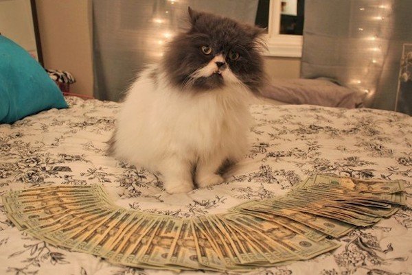 forget-the-banks-were-putting-cats-in-charge-of-our-money-x-photos-22.jpg?quality=85&strip=info&w=600
