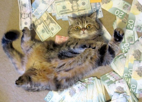 forget-the-banks-were-putting-cats-in-charge-of-our-money-x-photos-24.jpg?quality=85&strip=info&w=600