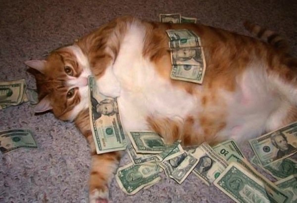 forget-the-banks-were-putting-cats-in-charge-of-our-money-x-photos-18.jpg?quality=85&strip=info&w=600