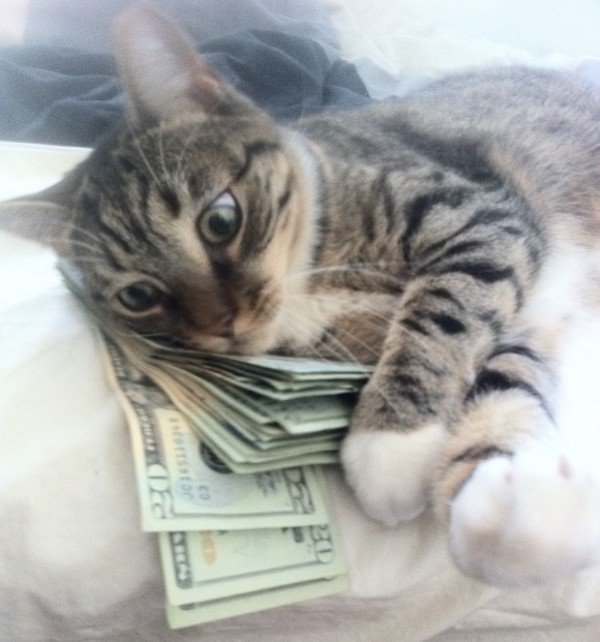 forget-the-banks-were-putting-cats-in-charge-of-our-money-x-photos-19.jpg?quality=85&strip=info&w=600