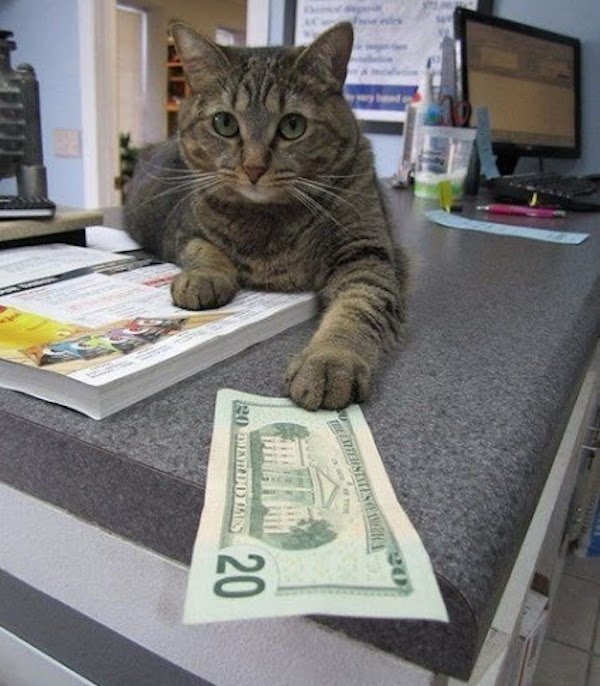 forget-the-banks-were-putting-cats-in-charge-of-our-money-x-photos-14.jpg?quality=85&strip=info&w=600