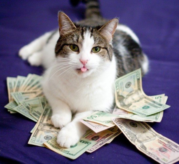 forget-the-banks-were-putting-cats-in-charge-of-our-money-x-photos-23.jpg?quality=85&strip=info&w=600