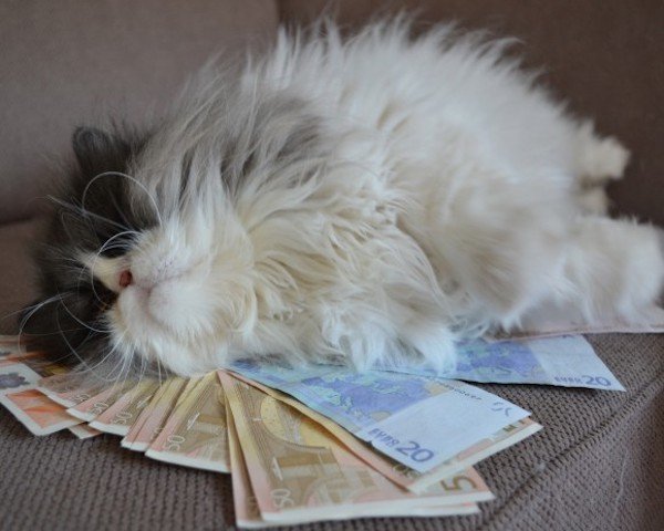 forget-the-banks-were-putting-cats-in-charge-of-our-money-x-photos-20.jpg?quality=85&strip=info&w=600