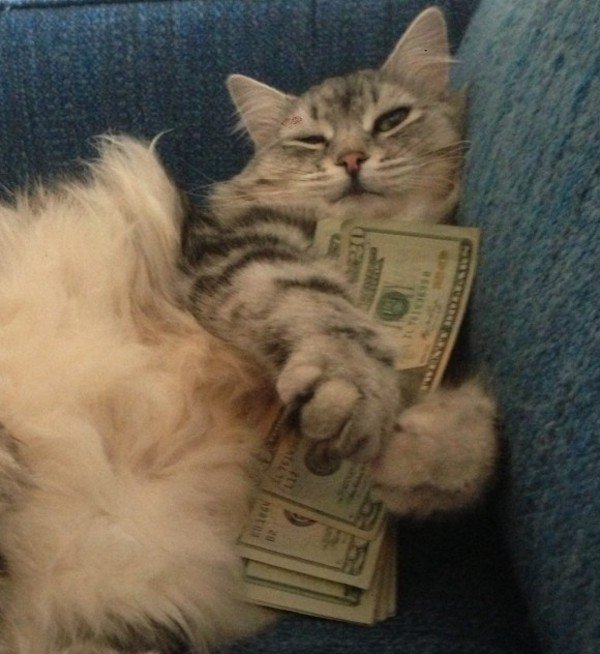 forget-the-banks-were-putting-cats-in-charge-of-our-money-x-photos-25.jpg?quality=85&strip=info&w=600