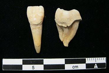 021619_CG-teeth-mongolia-370.jpg