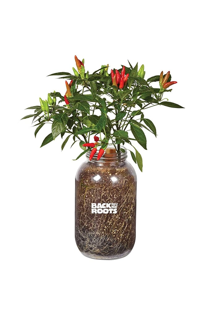 Back-Roots-Self-Watering-Chili-Planter.jpg