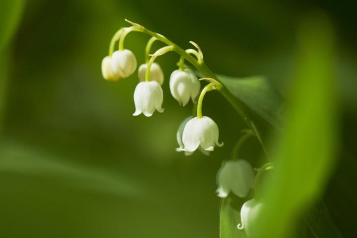 lily-of-the-valley.jpg?resize=1024%2C683&ssl=1