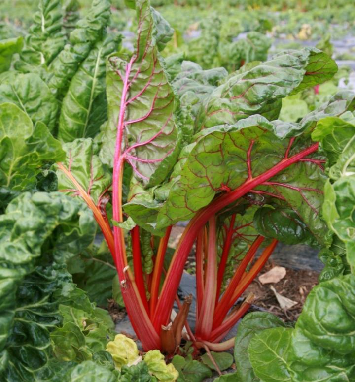 rhubarb-plant.jpg?resize=1024%2C1104&ssl=1
