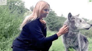 wolves-are-just-big-cuddly-murder-puppies-19-31.jpg?quality=85&strip=info