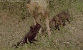 wolves-are-just-big-cuddly-murder-puppies-20-31.jpg?quality=85&strip=info