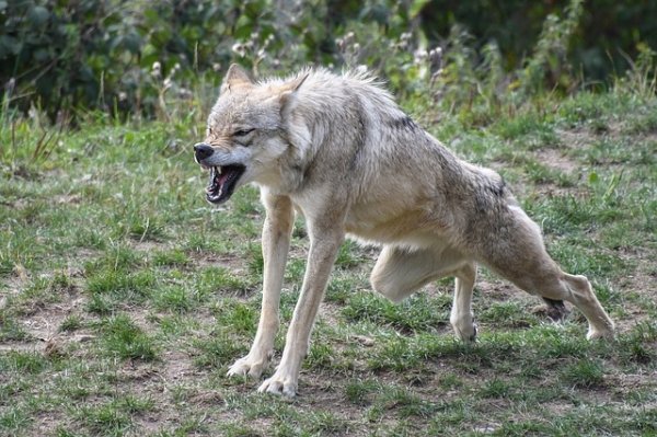 wolves-are-just-big-ol-murder-puppies-23.jpg?quality=85&strip=info&w=600