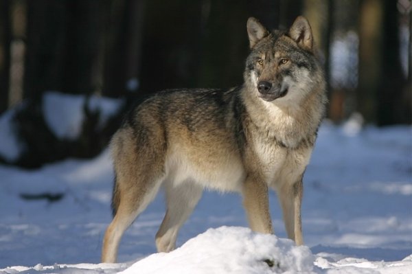 wolves-are-just-big-ol-murder-puppies-24.jpg?quality=85&strip=info&w=600