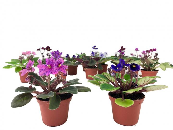 African-Violet-Plant.jpg