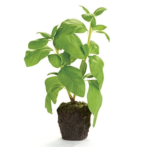Basil-Herb-Plant.jpg