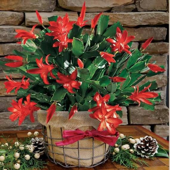 Christmas-Cactus.jpg