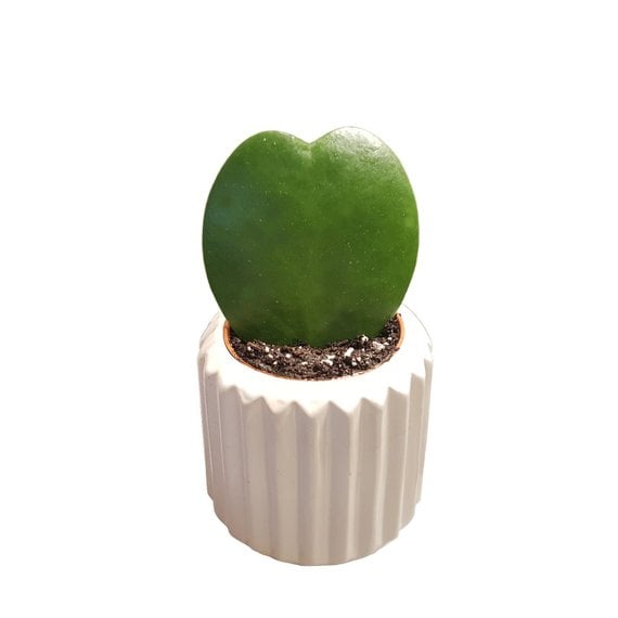 Hoya-Heart-Plant.jpg
