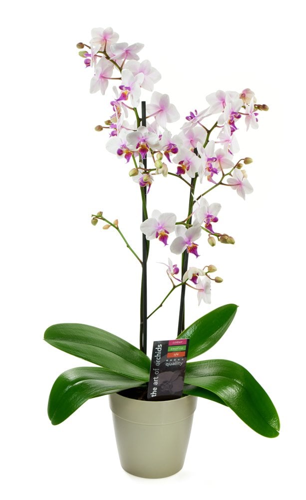 Phalaenopsis-Orchid-Plant.jpg