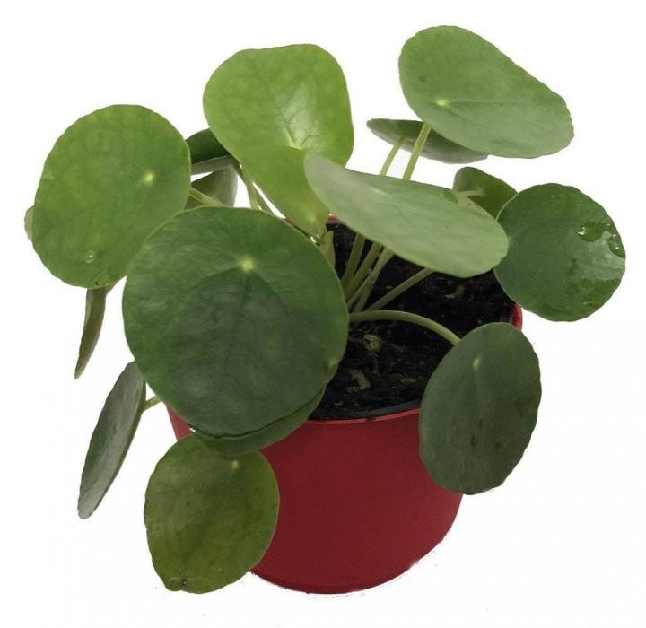 Pilea-Peperomioides-Plant.jpg