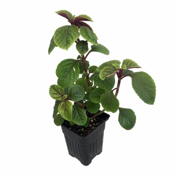 Purple-Swedish-Ivy-Plant.jpg