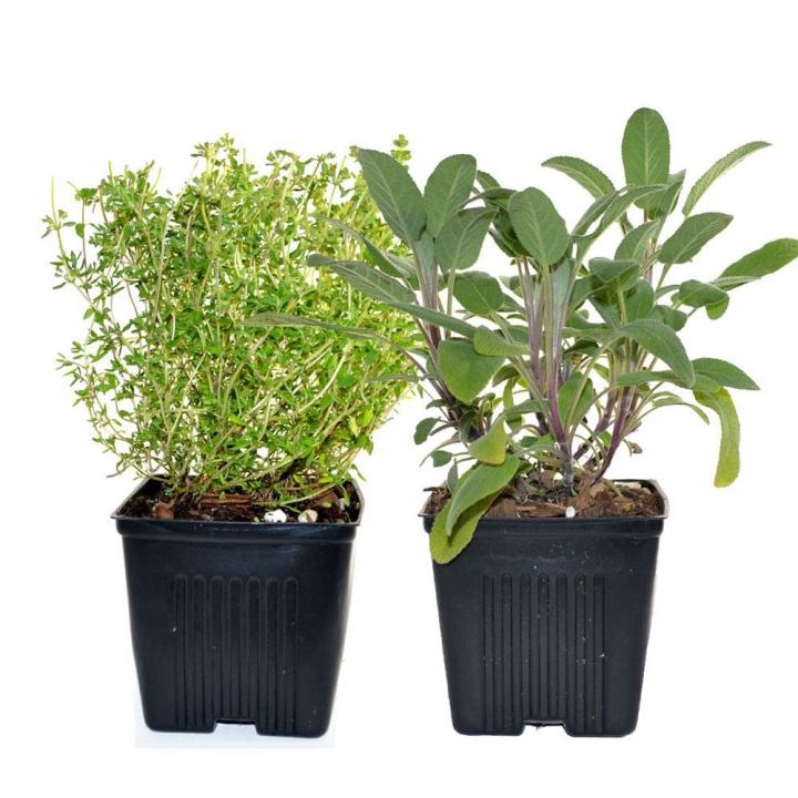 Sage-Thyme-Herb-Plants.jpg