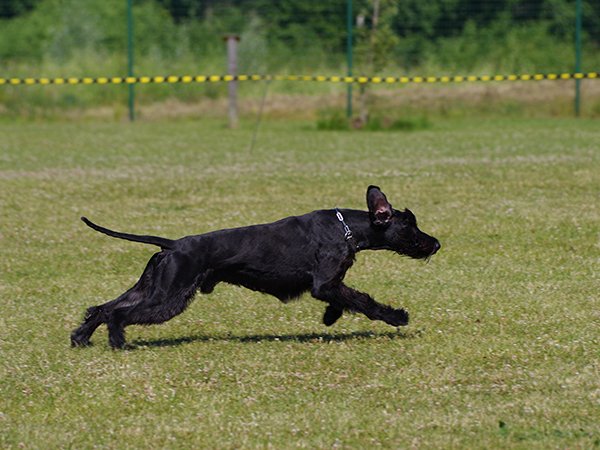 be-a-good-boy-and-fetch-some-facts-about-the-fastest-dog-breeds-17-photos-3.jpg?quality=85&strip=info&w=600