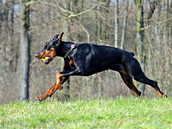 be-a-good-boy-and-fetch-some-facts-about-the-fastest-dog-breeds-17-photos-8.jpg?quality=85&strip=info&w=600