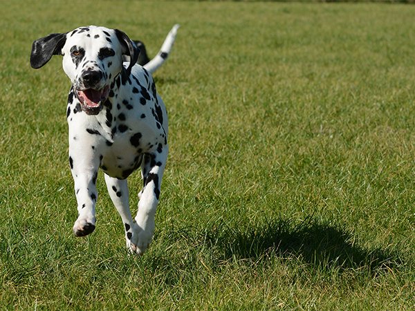 be-a-good-boy-and-fetch-some-facts-about-the-fastest-dog-breeds-17-photos-11.jpg?quality=85&strip=info&w=600