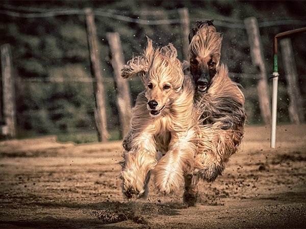 be-a-good-boy-and-fetch-some-facts-about-the-fastest-dog-breeds-17-photos-14.jpg?quality=85&strip=info&w=600
