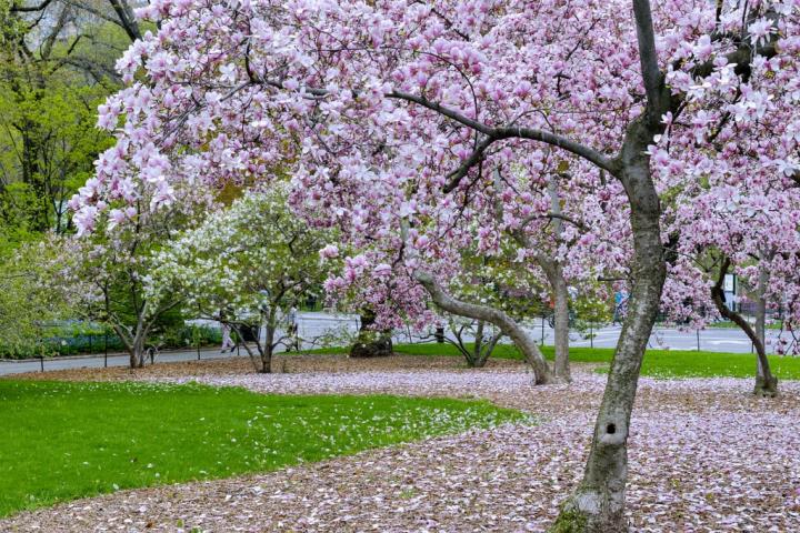 Central-Park-NYC.jpg