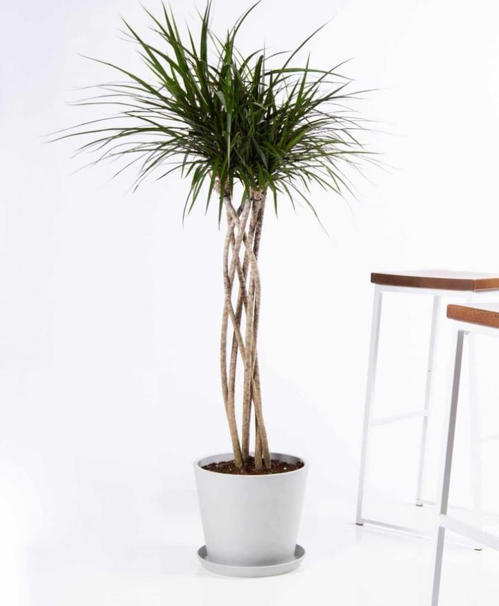 Best-Large-Indoor-Plants.jpg