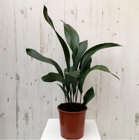 Cast-Iron-Plant.jpg