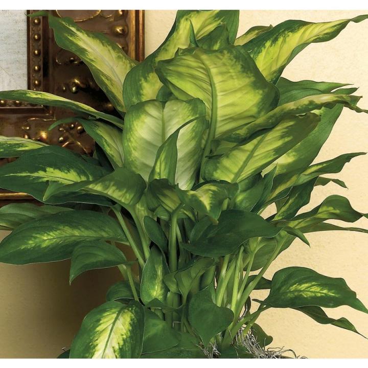 Dieffenbachia.jpg