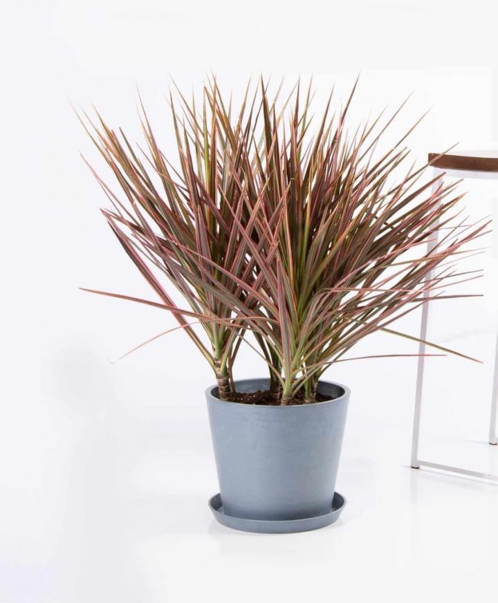 Dracaena-Colorama.jpg