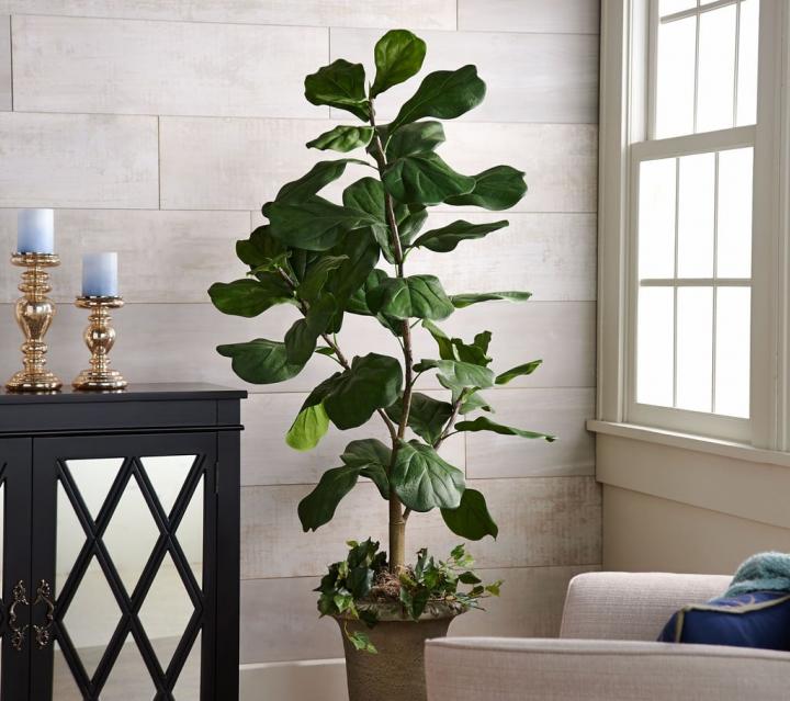 Fiddle-Leaf-Fig.jpg