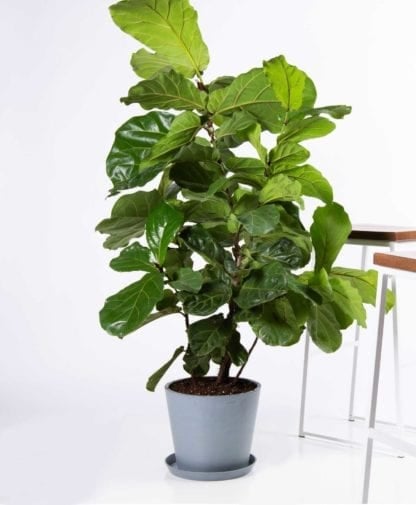 Fiddle-Leaf-Fig.jpg