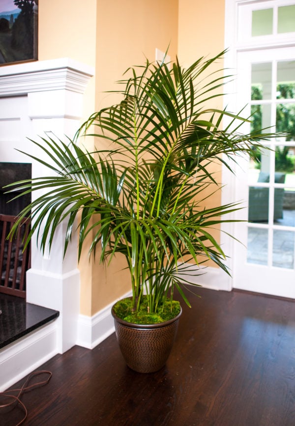 Kentia-Palm.jpg