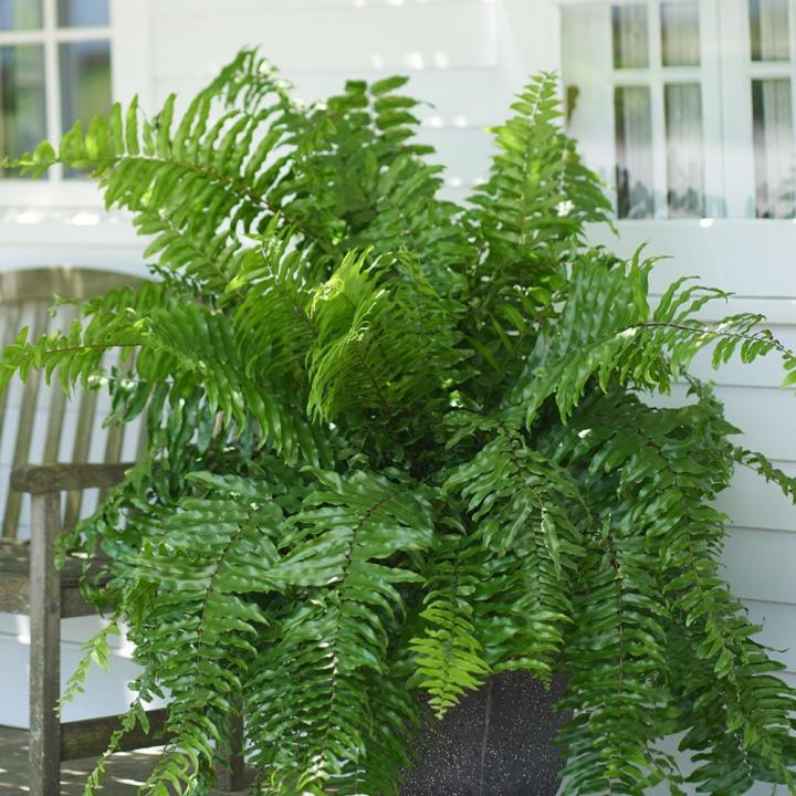 Macho-Fern.jpg