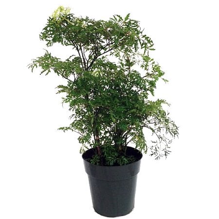 Ming-Aralia-Pre-Bonsai-Tree.jpg