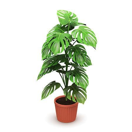 Monstera-Swiss-Cheese-Plant.jpg