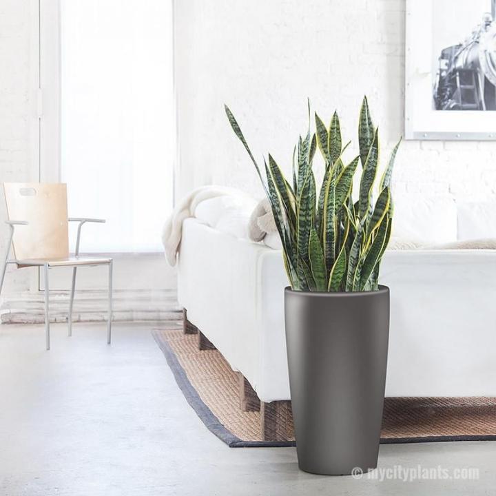 Sansevieria.jpg