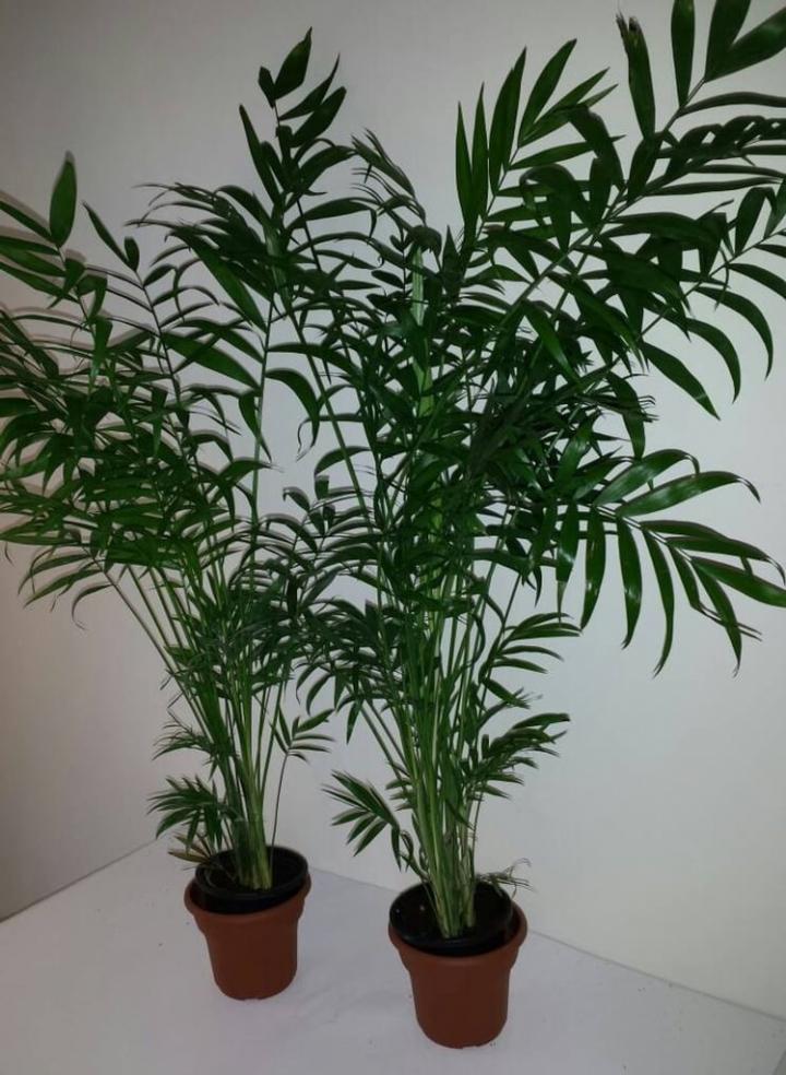 Victorian-Parlor-Palm-Plants.jpg